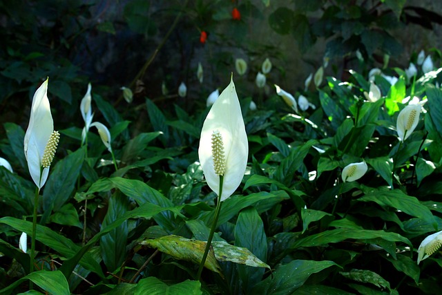 peace lily plant